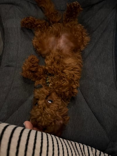 A small, curly-haired, reddish-brown dog is lying on its back on a dark gray, textured surface, possibly a sofa or chair. The dog's belly is exposed, and its legs are splayed out. Its head is tilted, and its eyes are open and looking upwards. The dog is wearing a collar with a yellow and black pattern. In the bottom left of the image, a human finger with a white fingernail is gently touching the dog. The background consists of the gray surface and a portion of a striped fabric in black and off-white at the bottom. The scene does not provide any information about a specific location in Πόρτες, Greece.