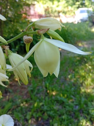 In an outdoor setting, likely a garden in Rybnitsa, Moldova, a cluster of pale yellow, bell-shaped flowers dominate the foreground. The flowers hang from a thick, green stem which is also adorned with a small, coiled snail shell. The background is a blur of green foliage and dappled sunlight, suggesting a sunny day. In the distance, a light-colored vehicle is partially visible amongst the trees. The overall impression is one of a peaceful, natural scene.