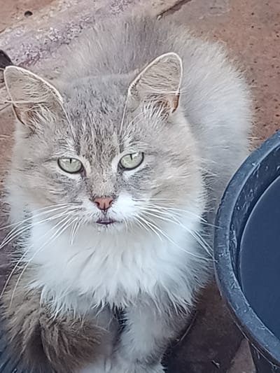 An outdoor, eye-level, medium shot captures a fluffy, gray and white cat lying down. The cat is facing the camera with its green eyes wide open and its pink nose visible. Its mouth is slightly open, and its tongue is peeking out. The cat's fur is long and appears slightly wet in places, especially around its mouth. Its large, pointed ears are tilted slightly forward. To the right of the cat, the edge of a dark blue plastic bucket is visible. The cat is positioned on a reddish-brown, rough surface that appears to be concrete or stone, with some scattered debris. The background is blurred, but suggests an outdoor environment. The scene is located in Nova Mohylnytsia, Ukraine.
