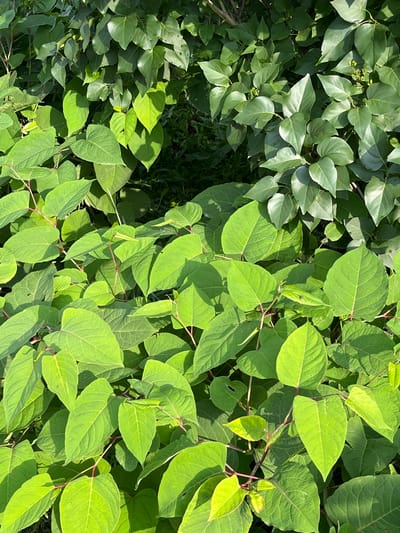 A close-up, eye-level, vertical shot captures a dense growth of green foliage, primarily consisting of broad, heart-shaped leaves with reddish stems. The leaves are brightly lit from above, creating dappled shadows. In the upper right portion of the image, a different variety of green leaves, smaller and more ovular, are visible, appearing to be part of a separate shrub or tree. The background is a dark, indistinct mass of greenery and shadow. The image was taken outdoors on a sunny day, likely in a natural setting or a well-maintained garden area. No people, animals, or specific structures are visible in the frame. The location in Сухая Балка, Russia, is not discernable from the visual information alone.