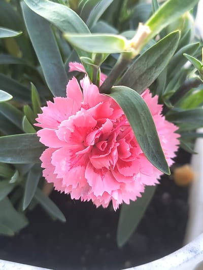 A close-up, top-down shot shows a vibrant pink carnation in full bloom. The flower's petals are frilly and layered, with some darker pink markings towards the center. It is surrounded by lush, green foliage, with several long, slender leaves partially obscuring the bloom. The background is a mix of dark soil and the edge of a white planter. There are no people present in the image. The scene is likely from a garden or balcony in Rivne, Ukraine, given the provided context.