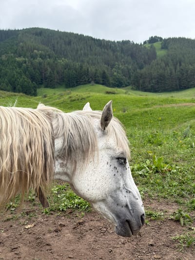 A close-up, rotated image captures the head and mane of a dappled grey horse standing on a dirt path. The horse's head is turned to the right, with its mouth open slightly and many small black flies visible on its muzzle and face. The horse has a long, flowing mane that is light blonde and grey. Behind the horse, a lush green hillside slopes upwards, dotted with small yellow flowers and some taller green vegetation. Further in the background, a dense, dark green forest covers a steep mountain slope. The sky is overcast, suggesting a cloudy day. The overall scene is outdoors in a natural, hilly landscape, likely in Kaindy, Kyrgyzstan, given the context. There is no visible text.