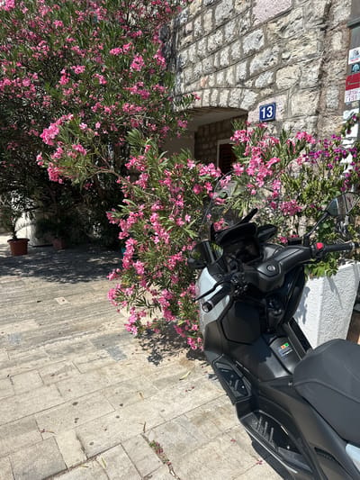 A black and white Yamaha XMAX scooter is parked on a stone-paved area in front of a stone building. Pink oleander flowers bloom abundantly around the scooter and spill over a white planter. The building has an arched entryway and a blue house number "13" is visible above it. Several stickers are affixed to the wall to the right of the entryway. The scene suggests a warm, sunny day in a Mediterranean or Balkan town. The overall impression is one of a tranquil street scene with a focus on the parked scooter and the vibrant flowering bushes.