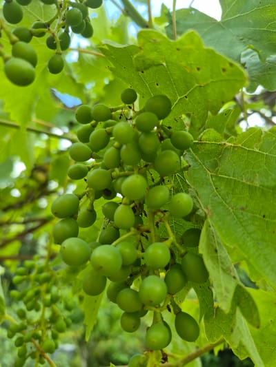 This is a close-up, vertical shot of unripe green grapes on the vine, interspersed with large, veined green grape leaves. The grapes are small and round to oval in shape, clustered together. Some grapes are slightly blurred due to the shallow depth of field. The leaves are a vibrant green, with visible veins and some minor imperfections like small dark spots. The background consists of more blurred green foliage and hints of blue sky. The lighting suggests it is daytime. The scene appears to be in an outdoor vineyard or garden. The image does not contain any people or specific identifiable landmarks that would indicate a location in the city of Trier, Germany.