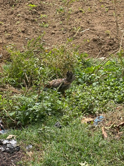 The image depicts a patch of land in Kirana, Nigeria, comprising a mix of bare soil and vegetation. The left side of the image features predominantly dry, cracked soil with scattered twigs and sparse green shoots. Moving towards the right, vegetation becomes denser, with a variety of green plants and grasses. A dead bird is lying in the center of the image within the vegetation. Debris, including bits of plastic and other discarded materials, is also visible among the plants.