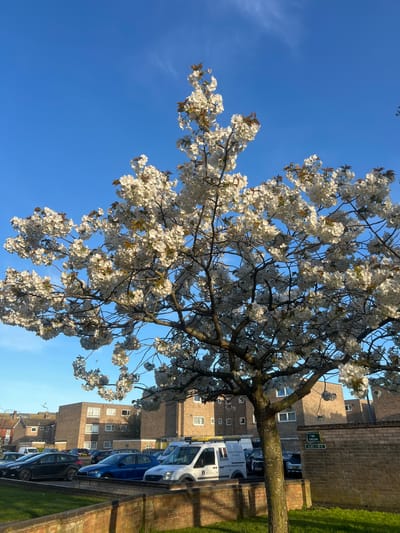 The image, taken in Gorleston-on-Sea, United Kingdom, shows a blossoming tree with white flowers against a clear blue sky. The tree is in the foreground, partially obscuring a block of flats in the background. Parked cars are visible along the side of the building. The scene is bathed in sunlight.