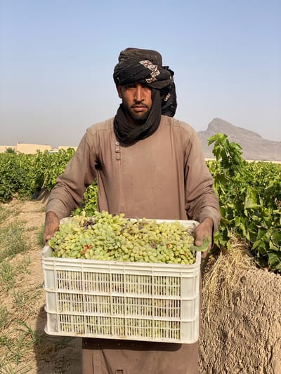 A man wearing a black and patterned headwrap and a brown tunic stands in a vineyard in Senjaray, Afghanistan. He is holding a white plastic crate overflowing with light green grapes. The man is looking directly at the camera with a neutral expression. Behind him, rows of grapevines stretch into the distance, with some buildings visible on the left. The ground is dry and dusty, with some sparse vegetation. A rocky mountain is visible in the background. The sky is clear and blue.