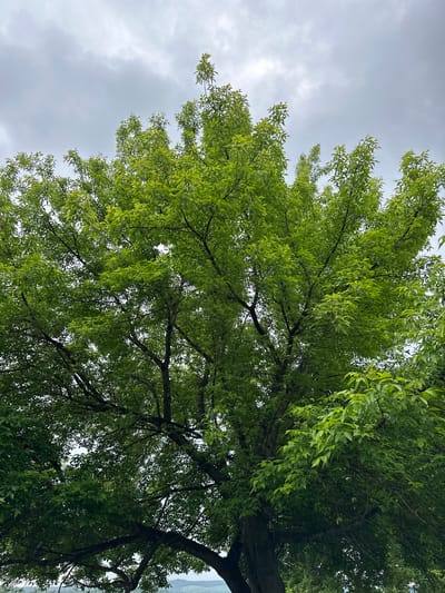 The image shows a close-up view of a large tree with vibrant green leaves against a cloudy sky. The tree's branches are dense and spread widely, obscuring much of the sky. The foliage is lush and healthy, indicating a temperate climate. The bottom portion of the image reveals a glimpse of a distant, hazy landscape with rolling hills, suggesting the tree is situated in an outdoor area, possibly a park or natural reserve. There are no people or animals visible in the frame. The scene is static and natural.