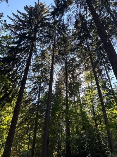 This is an eye-level, medium shot of a dense forest in Szklarska Poręba, Poland. The perspective is looking upwards through tall, dark coniferous trees that dominate the frame. Sunlight filters through the dense canopy, creating dappled light and shadows on the forest floor and illuminating the needles of the trees. The sky is a clear, bright blue, visible in the gaps between the branches. The trees are varied in height and thickness, with some appearing to be very old and mature. The undergrowth is thick and green, suggesting a natural and untamed environment. There are no people or animals visible in the image. The scene conveys a sense of tranquility and the natural beauty of a forest.