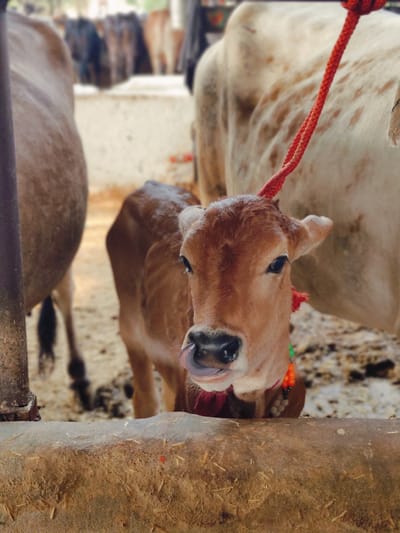 The image shows a close-up of a brown calf with its tongue sticking out, appearing to lick its lips. The calf is wearing a red and orange beaded necklace and a red rope is tied around its head, leading upwards. In the background, two adult cows are visible, one on the left and one on the right. The ground appears to be dirt and straw. The scene is likely a cattle pen or farm, possibly in Gurgaon, India. The focus is on the calf's face, with the rest of the scene blurred.