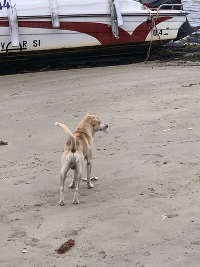 A light brown dog stands on a sandy beach next to a boat. The dog is facing away from the camera, looking to the left. Its tail is raised, and its body is slightly hunched. The dog appears to be male. The boat is white with a red stripe and has some writing on it. The writing on the boat is partially obscured, but visible text includes "0.4", "R SI", and "44". The scene appears to be outdoors during the daytime. The sand is light brown and speckled with debris. The water is to the left of the boat, appearing dark and murky. There is some seaweed or algae on the boat. The overall impression is of a casual, everyday scene on a Vietnamese beach.
