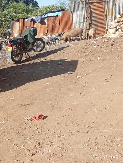 The image displays an outdoor scene within the Ewuaso Oonkidong'i ward, Kenya, characterized by dry, light brown unpaved earth under bright daylight. The foreground contains scattered small debris and a crumpled red fabric item centrally placed. A digital timestamp, "18/12/2025 16:23," is overlaid in the bottom right.
In the mid-ground, a dark-colored motorcycle is parked, leaning on its kickstand, facing towards the right. It features green spoked wheels and a visible license plate reading "NAEC 666P," with additional handwritten text below it. A green tarpaulin or cloth is draped over its seat and handlebars.
The background consists of structures constructed from corrugated metal sheets, exhibiting rust and weathering, forming walls or fences. Behind these structures on the left, dense green foliage is present. An embankment of refuse and discarded materials stretches across the background, behind the motorcycle and along the base of the metal structures. Two pigs are visible on this refuse embankment: a larger, light brown pig is actively foraging with its head immersed in the trash, and a smaller, lighter-colored pig is positioned directly behind it, also appearing to forage. No human figures are present.