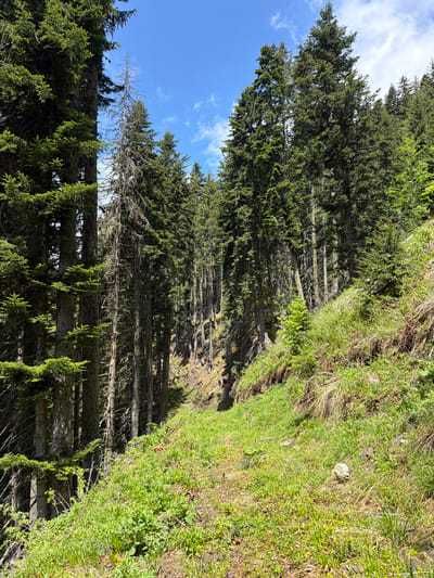 The image shows a forest landscape in what appears to be a mountainous area. A dense cluster of evergreen trees, likely fir or spruce, dominates the left side of the frame, reaching up towards a blue sky with some scattered clouds. The trees cast shadows, indicating sunlight direction.
To the right of the trees, there's a steep, grassy slope, densely covered in vegetation. A narrow track may be inferred from the border of the trees and the slope, but it is not distinctly visible.
The scene likely depicts a natural setting near Рилски манастир, Bulgaria given the local flora and the mountainous terrain associated with the region. No people, animals, or immediate structures are visible.