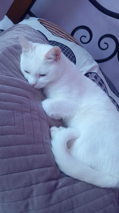 A white cat is sleeping on a textured purple blanket, with its head resting on a pillow. The background shows a portion of a bed with patterned bedding and part of a dark metal bed frame. The scene is indoors, in a domestic setting. The location in the city of Baksan, Russia, cannot be determined from the image.