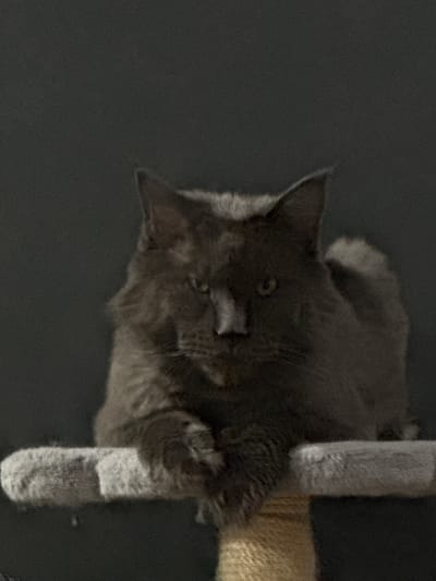 A dark gray, long-haired cat is perched on a light gray, plush platform, which is part of a cat tree. The cat is facing forward, with its head tilted slightly to its right. Its eyes are yellow and its gaze is directed towards the viewer. The cat's front paws are resting on the platform. The background is a dark, textured surface, possibly a wall. The lighting is dim, casting shadows on the cat and its surroundings. The location is not specified in the image or the provided information.