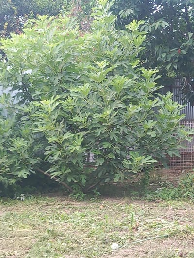 An outdoor, medium shot captures a large, leafy green fig tree in the foreground. The tree is dense with broad, lobed leaves and appears healthy, with branches extending outward and upward. Behind the fig tree, a corrugated metal fence is visible, partially obscured by the foliage. The ground in front of the tree is covered with dry grass and some scattered green shoots. To the right of the fig tree, the fence continues and further back, the tops of other trees with darker green foliage can be seen. The overall scene suggests a residential or garden setting, possibly within the city of Argun, Russia, though specific landmarks are absent.
