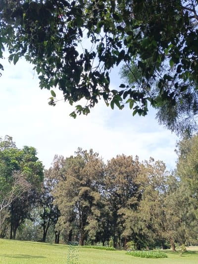 A vibrant green lawn slopes gently uphill, bordered by various trees. Pine trees with a brownish tint dominate the landscape. A canopy of lush green foliage frames the top of the image, providing shade and dappling the sky visible above. Bright blue sky with wisps of white clouds peek through the branches.