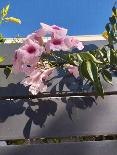A close-up, high-angle shot captures a cluster of light pink trumpet-shaped flowers with dark pink centers, interspersed with vibrant green leaves and slender stems, cascading over a dark gray wooden fence. The flowers are the primary subject, with their delicate petals and prominent interiors. Behind the fence, the clear, bright blue sky of Pardes Hana-Karkur, Israel, serves as the backdrop. The harsh sunlight casts distinct shadows of the flowers and leaves onto the fence slats, creating a contrasting, almost abstract pattern. The setting appears to be an outdoor environment, likely a garden or balcony, given the presence of the fence and the blooming flowers. The overall impression is one of natural beauty bathed in strong sunlight.