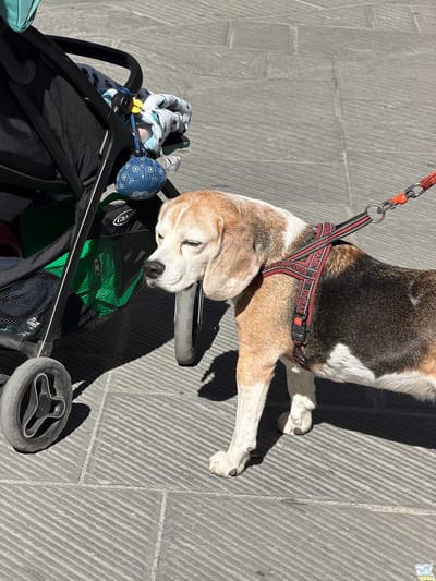 The photograph depicts a beagle sleeping in a stroller on a paved surface. The dog is light brown, black, and white, wearing a red harness and attached to an orange leash. The stroller is black with green mesh and assorted items, including a blue patterned ball and a patterned cloth, in the basket. The setting is outdoors on a stone-tiled surface typical of Siena, Italy, with light and shadows suggesting daylight.