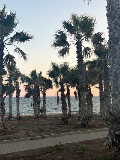 The image shows a row of palm trees lining a beachfront walkway in Pervolia, Cyprus. The sky is a pale blue with hints of orange and pink from a sunset. The ocean is a deep blue, with gentle waves. The ground is covered in dry soil and sparse vegetation, with a paved walkway running through it. The palm trees are tall and slender, with thick, textured trunks and feathery fronds. They are silhouetted against the sky, creating a dramatic effect. The overall atmosphere is peaceful and serene.