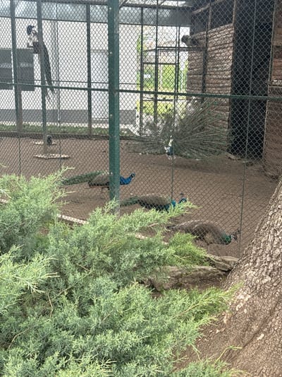 The image depicts peacocks in an enclosure at a zoo or park. One peacock has its tail feathers displayed. The enclosure has a metal mesh fence. Green foliage partially obscures the view. The image was taken in Pavlikeni, Bulgaria.