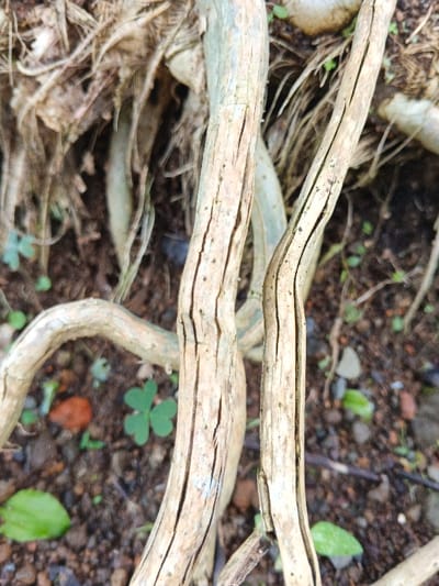 Close-up of pale, cracked tree roots or branches against a blurred background of soil, small green plants (clover), and leaf litter. The roots have deep fissures and a weathered appearance. The scene suggests a forest floor setting with natural elements like roots, soil, and foliage creating a textured composition. The lighting emphasizes the cracks and surface details of the roots.