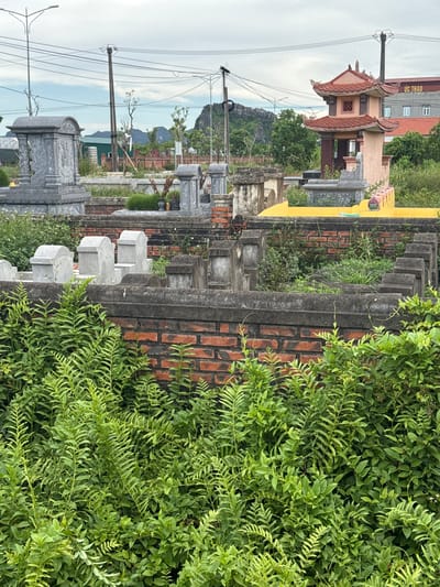 The image depicts a cemetery in Hoa Lư Ward, Vietnam, with numerous gravestones and mausoleums. The foreground is dominated by dense green foliage, likely ferns and other leafy plants, partially obscuring a low brick wall. Behind the wall, a collection of gravestones of varying sizes and designs are visible. Some are elaborate, carved stone structures with arched tops, while others are simpler, block-like monuments.
In the middle ground, a prominent, ornate multi-tiered pagoda-like structure with a red tiled roof stands out. Adjacent to it, there is a bright yellow elevated platform, possibly another type of mausoleum or altar. Behind these structures, more gravestones and vegetation are seen, leading towards the background.
The background features a building with red-tiled roofs and signs, including one that reads "ỨC THẢO." A mountain range with rocky outcrops is visible in the far distance under a cloudy sky. Power lines and poles are strung across the upper part of the image, indicating the presence of infrastructure. The scene is quiet and appears to be during the daytime, with overcast conditions contributing to diffused lighting. No people are present in the image.