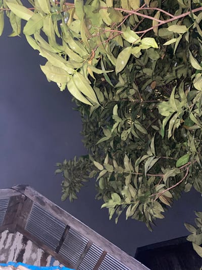 In Banjarmasin, Indonesia, the image captures a view from below looking up at trees and the corrugated metal roof of a building against a dark, night sky. The trees are densely leaved, with some branches reaching across the frame. Small, light-colored buds or flowers are visible amongst the foliage. The building's roof is weathered, showing signs of age and use. The overall impression is one of a residential or semi-urban environment at night, with natural elements interacting with man-made structures.