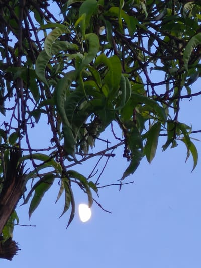 This is a medium shot, portrait orientation, of a tree against a clear blue sky, with a bright, crescent moon partially obscured by leaves in the lower center. The leaves are a vibrant green, with some appearing slightly curled or wilted, and the branches are dark brown and intricate, forming a canopy. The tree trunk on the left is rough and textured, suggesting it is old. The moon is a luminous white, creating a soft glow.

The scene appears to be set outdoors, likely during dusk or dawn, as the moon is visible in daylight, and the light is soft. The clear blue sky indicates fair weather. The location context suggests this scene is in Korenovsk, Russia. No people or text are visible in the image. The overall mood is serene and natural, with a touch of mystery due to the moon's daytime appearance.