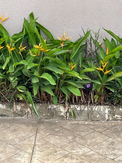 The image shows a section of plants with vibrant green leaves and yellow flowers, possibly Heliconia, growing against a textured light gray wall. A single small purple flower is visible nestled among the green foliage. The plants are situated along a weathered concrete border, which separates them from a tiled pathway in the foreground. The pathway is made of square tiles laid in a diamond pattern, showing signs of wear and some discoloration. The scene appears to be an outdoor setting, potentially a garden or public space in the city of Madina, Ghana. There are no people visible in the image.