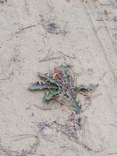 A dandelion plant with green and red-tinged leaves lies on a sandy surface. Pine needles are scattered around the plant and on the sand. The scene appears to be an outdoor environment.