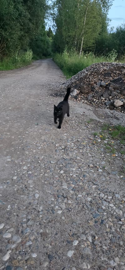 A black cat is walking on a gravel path in a rural area. The path is lined with trees and tall grass. To the right of the path is a large pile of gravel and rocks. The sky is overcast. The image appears to have been taken in the city of Elektrotekhnik SNT, Russia, based on the filename.