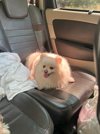 The image shows a white Pomeranian dog sitting on the leather seat of a car. The dog is fluffy and has its tongue hanging out. To the left of the dog is a white towel. The car's interior is visible, with dark leather seats and beige accents on the door panel. Sunlight is streaming into the car, creating highlights and shadows. The background shows a blurry view of trees and greenery, suggesting the car is in a rural or suburban area. The image appears to be taken in Voivodino, Bulgaria.