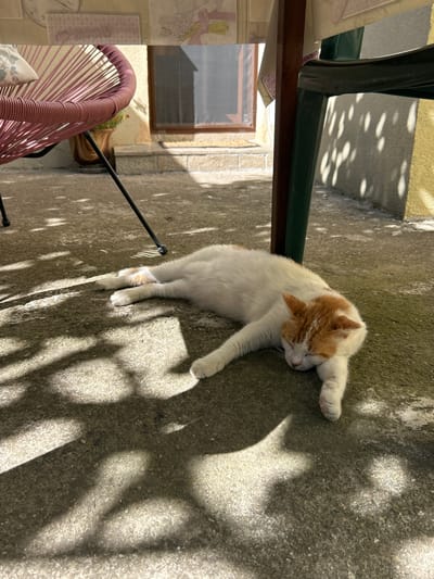 An outdoor scene captures a white cat with orange markings sleeping on a concrete surface. The cat is lying on its side, with its head resting on its paws. Sunlight filters through what appears to be an overhead structure, casting dappled shadows across the ground. In the background, a pink chair and the leg of a table are visible. The environment suggests a residential or public outdoor space, possibly a patio or yard. The image does not contain any elements that would help determine its specific location in Krumovo, Bulgaria.