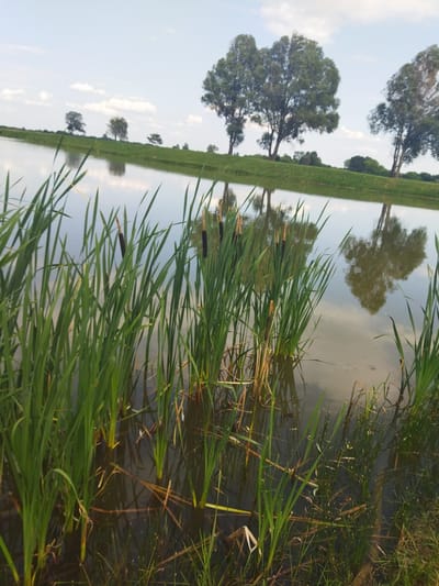 The image depicts a body of water with cattails in the foreground, likely a pond or slow-moving river. In the background, a grassy bank slopes upwards, dotted with trees. The sky is partly cloudy. The scene is peaceful and natural, with reflections of the trees and sky visible on the water's surface. There are no people or animals present. The image appears to be taken from a low angle, emphasizing the height of the cattails and the expanse of the water. The overall impression is one of natural serenity and calm. The location is identified as Кіраўскі сельскі Савет, Belarus, suggesting a rural or semi-rural setting within this region.