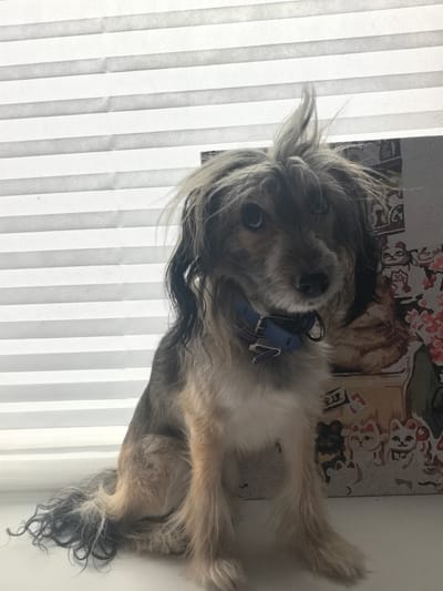 A medium-sized dog with shaggy, grey and tan fur sits on a white surface in front of white horizontal blinds. The dog is facing forward, looking directly at the camera with dark eyes. Its fur on its head is standing up, giving it a wild appearance. The dog is wearing a blue collar. Behind the dog, to its right, is a patterned object with images of cats and flowers. The background is dominated by the white, horizontal lines of the blinds, suggesting it is indoors, possibly near a window. No people are present in the image. The overall scene is domestic and appears to be taken during the daytime. There is no information in the image to suggest it is located in Zima Juzhnaja, Russia.