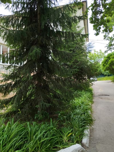 The image depicts a residential building facade with a large evergreen tree in the foreground. The building appears to be made of light-colored brick and has several windows. The tree has dark green needles and its branches extend across the front of the building. To the right of the tree, there is a paved pathway or road with some potholes. Lush green foliage lines the edge of the pathway and the base of the tree. In the background, more trees and vegetation are visible, along with a fence and a white car parked on the side of the road. The sky is overcast. The scene is likely a street in a residential area of Volsk, Russia, given the architecture and vegetation. There are no people visible in the image.