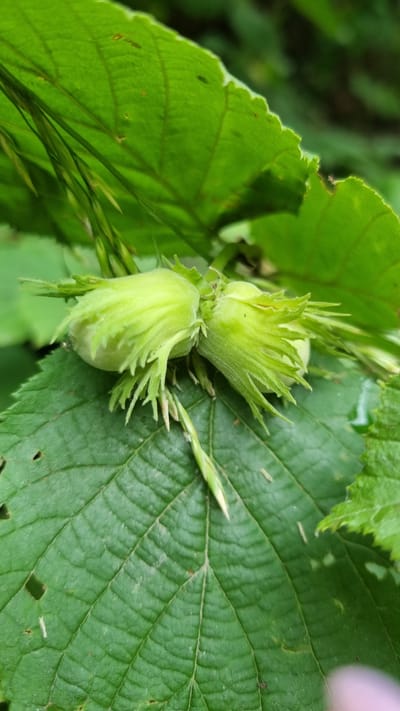 The image shows a close-up of two developing hazelnuts on a tree. The hazelnuts are green and appear to be immature, enclosed in leafy bracts. They are situated on a large green leaf with prominent veins. Several other green leaves are visible in the background, along with some blades of grass. The lighting suggests it is daytime, and the lush green foliage indicates a natural, outdoor setting, likely in a temperate climate. The focus is on the detailed texture of the leaves and the developing nuts. No people or text are present in the image. The location is Vyshka, Ukraine.