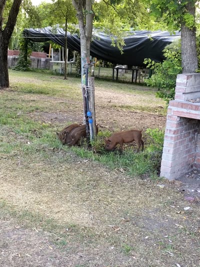 The image depicts a grassy yard in Sant'Andrea del Pizzone, Italy, with several young pigs foraging in the grass. Three are clustered around a wooden post with plumbing fixtures, while a fourth piglet is near a brick structure resembling an outdoor fireplace or barbecue. In the background, a dark tarp is suspended over a seating area with tables and chairs. A brick wall or structure is also visible in the background. Trees surround the scene, providing shade. The grass is a mix of green and dry patches.