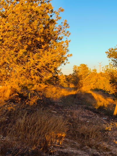 The image depicts a scene at a construction site in Be'er-Sheva, Israel, bathed in the warm glow of sunset. In the foreground, dry, golden grass and rough, rocky terrain are visible, suggesting a semi-arid environment common to the region. To the left, the branches and needles of a large pine tree are illuminated by the setting sun, casting long shadows across the ground.
In the middle ground, several smaller trees are scattered, also catching the golden light. Beyond them, a line of electricity pylons stands tall against the clear blue sky, indicating proximity to infrastructure. The overall impression is one of a developing area, where natural landscape meets industrial elements under the dramatic lighting of dusk.