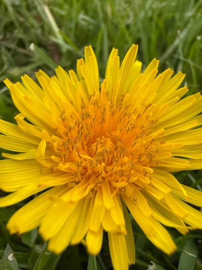 A close-up photograph captures a vibrant, fully bloomed dandelion flower. Its petals are a rich yellow hue, radiating outward from the center, which is a complex array of tightly packed structures. The dandelion is set against a backdrop of green grass. The image was likely taken in Grove City, United States of America.