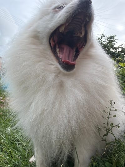 A low-angle, extreme close-up shot captures a large, white, fluffy dog yawning outdoors. The dog's mouth is open wide, revealing its tongue, gums, and teeth. The dog's snout and part of its chest, covered in thick white fur, fill most of the frame. The background consists of green grass and foliage, with a cloudy sky and indistinct trees visible above. The image appears to have been taken in the village of Papyarnyany, within the Papyarnyansky Selsoviet, Belarus.
