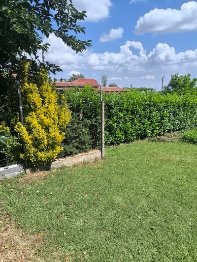 This is a backyard scene in Malko Chochoveni, Bulgaria, featuring a manicured lawn and a dense green hedge. A wire mesh fence runs along the left side of the image, separating the yard from a neighboring property. A tall, bushy yellow-green shrub stands prominently in the foreground, to the left of a smaller, darker green evergreen shrub. Behind the fence, a row of red-tiled roofs is visible, indicating houses nearby. The sky above is a vibrant blue, dotted with fluffy white cumulus clouds. The overall impression is one of a well-maintained private outdoor space on a sunny day.