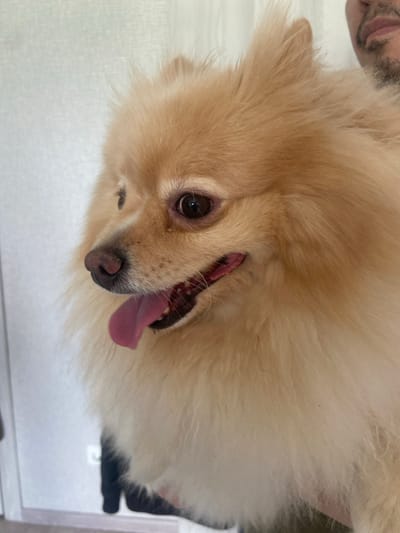 A Pomeranian dog with light cream-colored fur is shown in a close-up portrait. The dog's mouth is open, and its pink tongue is visible, suggesting it may be panting. The background is a lightly textured, pale surface, possibly a curtain or wall, which is out of focus. A person's face, partially visible in the upper right corner, shows a beard and mouth. The image does not contain information related to the city of Kazan, Russia.