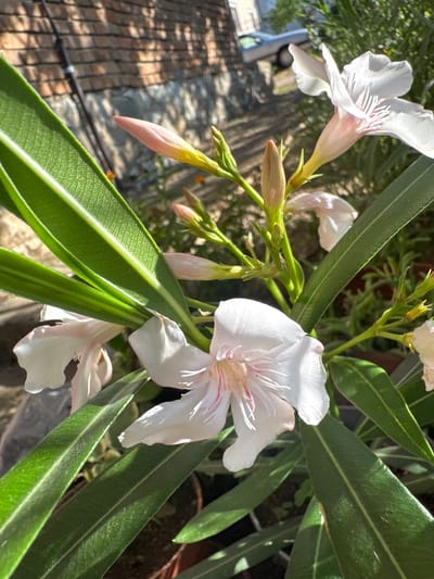 The image shows a close-up view of a blooming oleander plant in Belashtitsa, Bulgaria. The oleander flowers are white with pink veins and are in various stages of bloom, from buds to fully open flowers. The leaves are long, narrow, and dark green. In the background, a brick wall with sunlight filtering through foliage creates dappled shadows. A portion of a car and some buildings are visible in the distance, suggesting an outdoor setting likely in a garden or yard within the village. The lighting indicates it is daytime, with sunlight casting strong shadows.