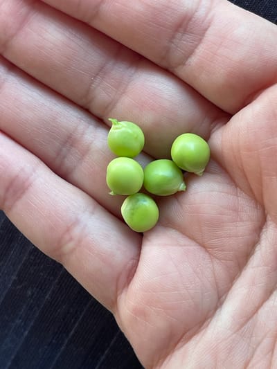 Five bright green peas are resting in the palm of a person's hand. The hand is lightly tanned with visible lines and creases, suggesting it belongs to an adult. The background is a dark, ribbed fabric. The image does not contain any information about the location of the city of Sredny, Russia.