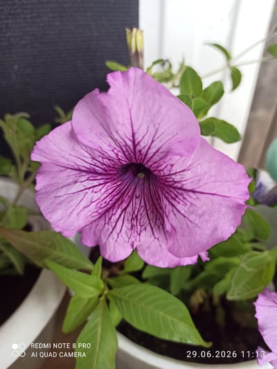 This is a close-up, eye-level, indoor shot of a single, large, pale purple petunia flower with dark purple veins. The flower is in the center of the frame and is the main subject. The background is out of focus and shows green leaves, a dark textured surface to the left, and a white surface to the right, possibly a wall or window. The lighting suggests an indoor environment, possibly on a windowsill, with natural light contributing to the illumination. There are no people visible in the image. Text overlays indicate "REDMI NOTE 8 PRO AI QUAD CAMERA" in the lower left corner and "29.06.2026 11:13" in the lower right corner, suggesting the photograph was taken with a mobile phone on June 29, 2026. The location in Sovetskiy, Russia, is not evident from the visual content of the image itself, and is an external piece of information provided.