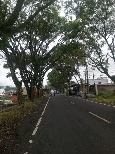 An overcast scene unfolds along a paved road lined with tall, mature trees. Their branches create a canopy overhead. To the left, a slight embankment leads to a settlement with buildings and hints of red-tiled roofs. On the right, structures and greenery border the road. In the distance, blurred figures of people, a motorcycle and a blue truck are visible. The road features yellow and white lane markings.