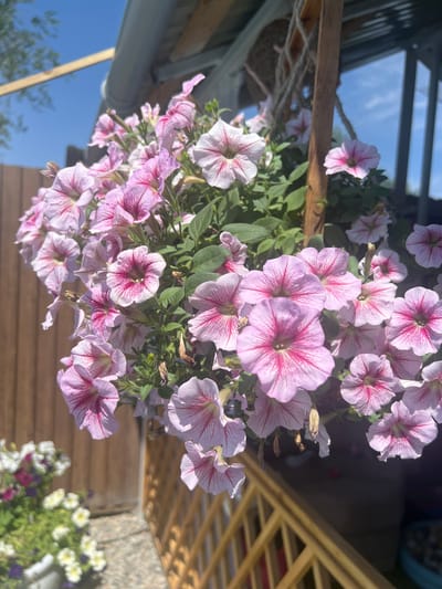 A hanging basket filled with numerous pink and white petunia flowers is suspended outdoors. The flowers, with their distinctive striped petals, are the main focus of the image. Behind the flowers, a wooden fence and a lattice structure are visible. The sky above is a clear blue. The scene appears to be in a garden or patio area. There are no people or animals present in the image. The location is Qoyankus, Kazakhstan.
