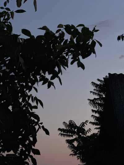 The image depicts a twilight scene in Troitske, Ukraine, viewed from below. Silhouetted against a gradient sky, transitioning from deep blue at the top to a soft pinkish hue near the horizon, are the dark shapes of trees and a textured, vertical structure that appears to be a fence or wall. The foliage is dense and casts stark shadows. The overall atmosphere is calm and still, capturing the transition from day to night.